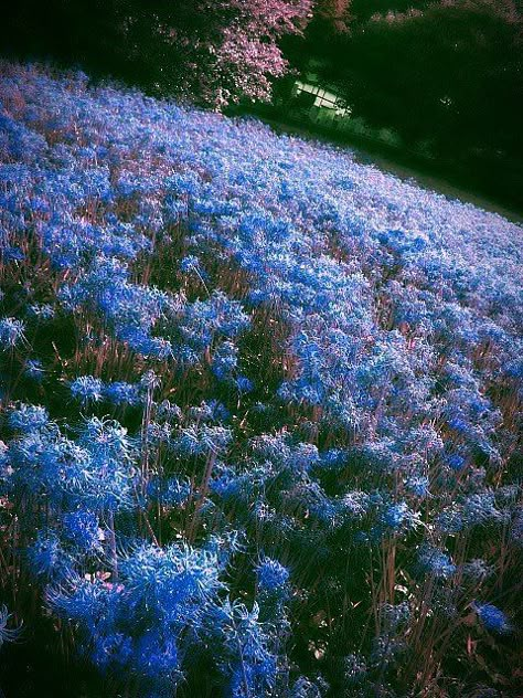 Blue Spider Lily, Spider Lillies, Mushrooms Aesthetic, Poisonous Flowers, Japanese Place, Spider Lilies, Flowers And Mushrooms, Imagine World, Red Spider Lily