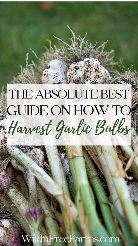 how to harvest garlic How To Harvest Garlic, When To Harvest Garlic, Harvest Garlic, Garlic Harvest, Herbs For Chickens, Grow Garlic, Harvesting Garlic, How To Store Garlic, Herbs List