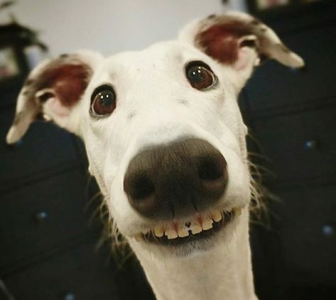 Silly Dogs, Silly Animals, Funny Animal Pictures, Whippet, Happy Dogs, Beautiful Dogs, Cute Funny Animals, Dog Pictures, I Love Dogs