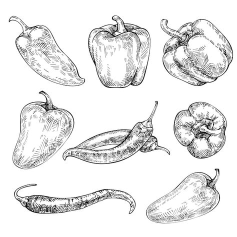 Bell Pepper Sketch, Bell Pepper Illustration, Chili Pepper Drawing, Bell Pepper Drawing, Chili Tattoo, Vegetables Sketch, Taco Tattoo, Pepper Drawing, Taco Tattoos