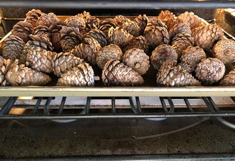 Bleaching Pinecones, Bleach Pinecones, Bleached Pine, Pinecone Decorations, Snowy Pinecone, Bleach Water, How To Make Orange, Pinecone Garland, Pine Cone Art