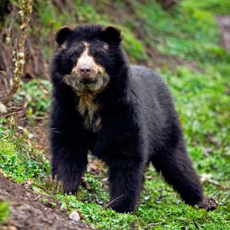 Spectacled Bear Cub / Ourson à lunettes Shiloh Shepherd, Spectacled Bear, Bear Bears, Wild Kratts, Bear Cub, Save Animals, Amazon Rainforest, Bear Cubs, Black Bear