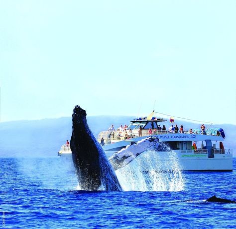 16 best whale watching trips in the US - Tripadvisor Catamaran Boat, Maui Snorkeling, Whale Watching Cruise, Retirement Travel, San Juan Island, Atv Tour, Orcas Island, San Juan Islands, Helicopter Tour