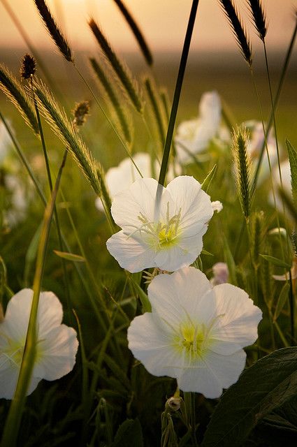 Kansas Flint Hills in Bloom - Primrose Kansas Flowers, Bouquet Champetre, Flint Hills, Rare Flowers, Flower Photography, Evening Primrose, White Gardens, Cactus Y Suculentas, The Grass