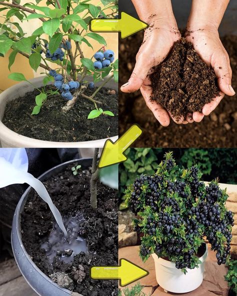 Unveiling the Secrets to Growing... - Plants and gardening Bushes In Pots, Blueberry Varieties, Blueberry Bush, Plants And Gardening, Medicinal Herbs Garden, Acid Loving Plants, Berry Bushes, Blueberry Bushes, Uses For Coffee Grounds