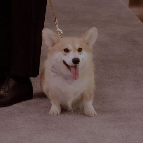 Brooklyn Nine Nine Cheddar, Cheddar Brooklyn 99, Cheddar The Dog, Character Scrapbook, Gina Linetti, Brooklyn 99, Brooklyn Nine Nine, Simply Beautiful, Random Things