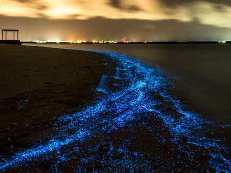 Turquoise Beach, Sea Of Stars, Crustaceans, Dream Travel Destinations, Beautiful Places Nature, Famous Places, Natural Phenomena, Beautiful Places In The World, Santa Maria