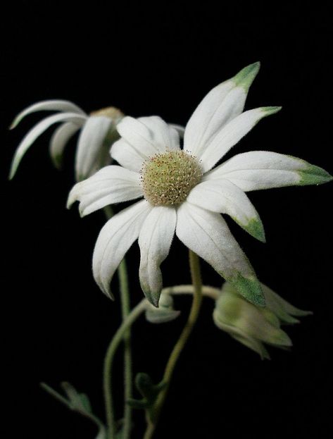 Flannel Flower, Australian Flowers, Pen And Wash, Australian Native Flowers, Flower Close Up, Australian Plants, Australian Native Plants, Flower Illustration, Native Plants