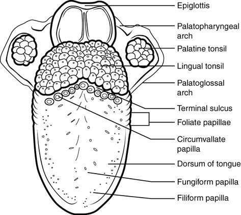 Nursing Drawing, Dental Drawings, Bio Diagrams, Forensic Biology, Physiology Art, Human Eye Diagram, Human Heart Diagram, Anatomy And Physiology Notes, Dental Charting