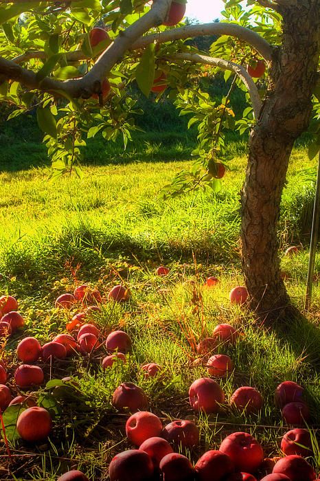 Apple Garden, Red Apples, Tree Photography, Down On The Farm, Apple Orchard, Autumn Beauty, Apple Tree, On The Ground, Fruit Trees