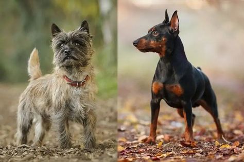 13 Cairn Terrier Mixes (With Pictures) | Pet Keen Cairn Terrier Mix, Cairn Terriers, Designer Dogs, Terrier Mix Dogs, Cairn Terrier, Terrier Mix, Animal Pictures, Pet, Dogs