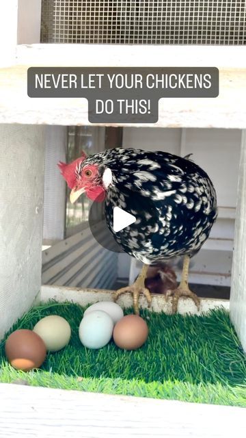 Chickens & Gardening • Lyndsey Gaskins on Instagram: "Nesting box sleeping is a bad habit that can lead to:  Dirty Eggs  Chickens mostly poop while they sleep, so you will have messy, dirty, and stinky eggs to gather.    Broken Eggs Eggs that are not collected daily, or laid after you’re collected, are more likely to be broken which can lead to egg eating.   Pests Poopy, warm boxes that are being slept in are a breeding ground for pests like lice and mites.   It’s kind of a pain if you have a mixed flock, but totally worth it for clean eggs and healthy hens!   #raisingchickens #chickens101 #raisingchicks #hensandchicks #backyardchickens" Chicken Egg Laying Boxes, Chicken Egg Color Chart, Chickens And Chicks, Chicken Entertainment, Nesting Boxes For Chickens, Chicken Laying Boxes, Wyandotte Hen, Chicken Egg Colors, Chicken Nest