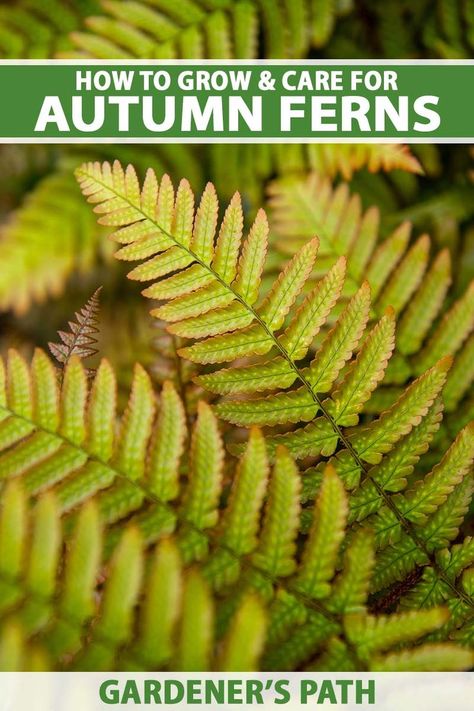 The autumn fern is a gorgeous planting with fronds that emerge with a coppery hue – a nice change from a typical fern’s color scheme. In this growing guide, we’ll show you just how to grow these plants. From propagation techniques to cultivation tips, no stone will be left unturned. #autumnfern #gardenerspath Growing Hacks, Purple Landscape, Grow Orchids, Autumn Fern, Ferns Care, Ferns Garden, Woodland Plants, Woodland Flowers, Green Color Scheme