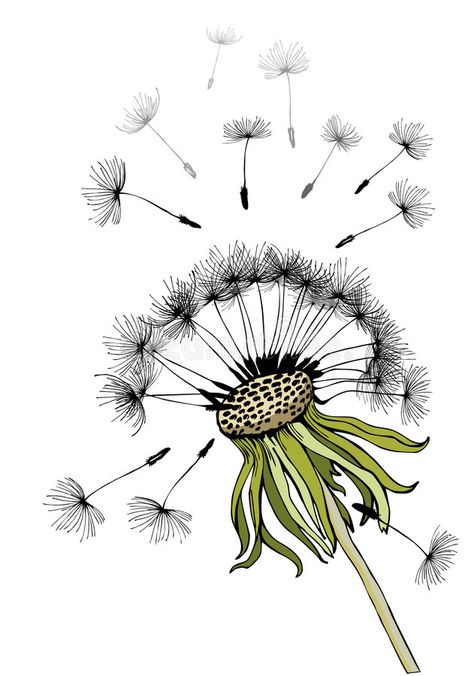 Dandelion. Silhouette of dandelion-fragile plant on a shrill autumn wind #Sponsored , #paid, #ad, #Silhouette, #fragile, #autumn, #dandelion Dandelion Drawing, Flower Stencil Patterns, Wood Burning Patterns Stencil, Dandelion Art, Dandelion Designs, Owl Tattoo Design, Diy Watercolor Painting, Illustration Watercolor, Sunflower Art