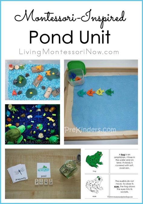 If you have a pond in your backyard or nearby, summer is a great time for a pond unit. There are lots of Montessori-inspired ideas online for a pond unit. In The Small Small Pond Activities, Turtle Preschool, Pond Life Theme, Frogs Preschool, Preschool Ocean, Spring Science, Pond Animals, Dr Seuss Activities, Education Preschool