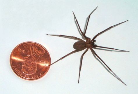 Notice The Size Of The Brown Recluse Spider Compared To A Penny Recluse Spider Bite, Brown Recluse Spider Bite, Australian Spider, Common Spiders, Dangerous Spiders, Funnel Web Spider, Poisonous Spiders, Brown Recluse Spider, Recluse Spider