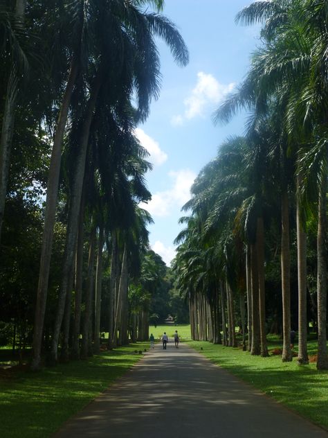 Kandy, Peradeniya Botanical Gardens Peradeniya Botanical Garden, Kandy, Botanical Garden, Botanical Gardens, Sri Lanka, Travel, Quick Saves