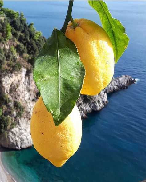 Lemon vibes from Amalfi  Phot Capri Italia, Travel In Italy, Amalfi Coast Travel, Positano Italy, Lemon Decor, Nature Water, Lemon Tree, Positano, Amalfi Coast