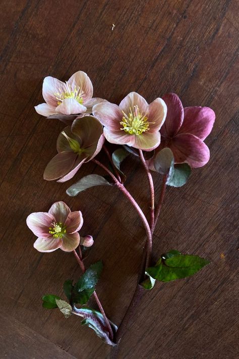 Lenten Roses, Lenten Rose, Cut Flowers, Roses, Home And Garden, Plants, Flowers, Floral, Art