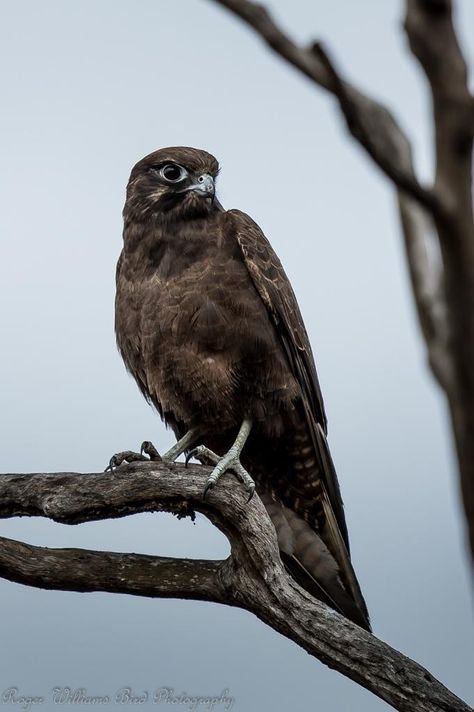 Black Falcon Black Falcon, Skyrim Art, Bird Breeds, Raptors Bird, Animal Study, Black Hawk, Kestrel, Exotic Birds, Queensland Australia