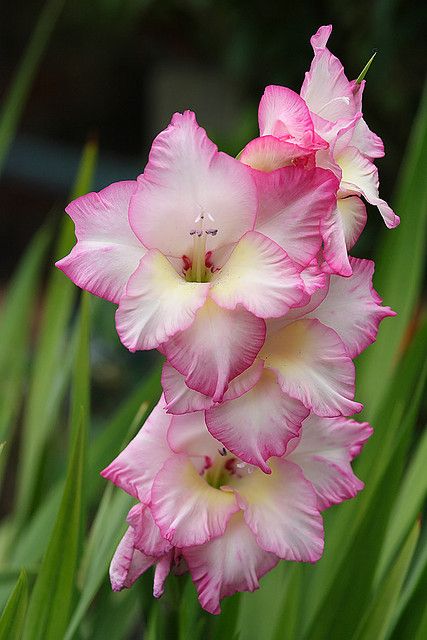 Gladiolus represents strength of character, while the white color symbolizes forgiveness, healing,& purity Tattoo Flower Meaning, August Birth Flower, Gladiolus Flower, Gladioli, Flower Meanings, Exotic Flowers, The Grass, Birth Month, Flower Beauty