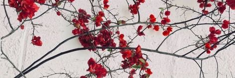 X Male Reader, Hazbin Hotel, Hotel, Twitter, Flowers, Wall, Red, White