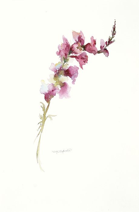 Single Stem Snapdragon by Sandra Strohschein Snapdragon Painting, Snapdragon Tattoo, Stem Painting, Larkspur Tattoo, Snapdragon Flowers, Tattoo Thigh, Harry Potter Tattoos, Disney Tattoo, Flowers Tattoo