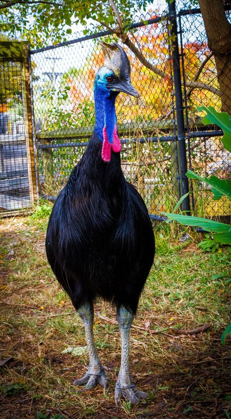 Cassowary at Alligator Adventure, North Myrtle Beach, South Carolina Cassowary Bird, Tattoo Nature, Animals Tattoo, Bird Masks, Flightless Bird, Nature Wallpapers, Australian Birds, Unusual Animals, Bird Wallpaper