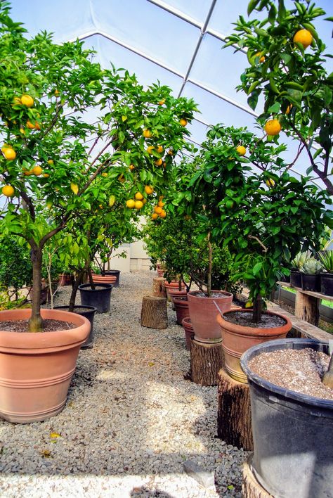 Bay Laurel Tree, Laurel Tree, Citrus Plant, Conservation Of Natural Resources, Garden Plans, Garden Greenhouse, Citrus Trees, Tall Plants, Temperature And Humidity