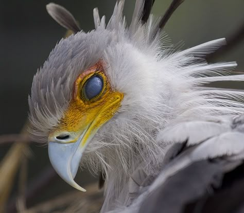 The Secretary Bird Is So Gorgeous, It Could Easily Become A Character In A Pixar Movie Sagittarius Serpentarius, Secretary Bird, Brian Connolly, Bird Repellents, The Secretary, Long Eyelashes, Pixar Movies, Longer Eyelashes, Arte Animal