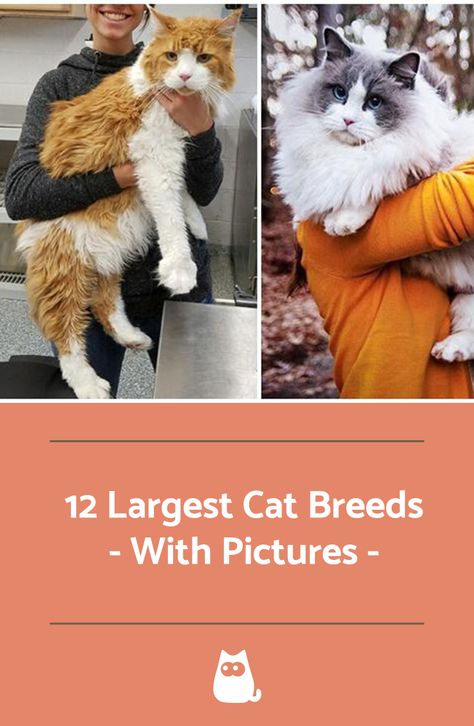 Largest Cat Breeds, Biggest Cat Breeds, Big Cat Breeds, Big Cats In Boxes, Biggest Cat In The World, Biggest House, Big House Cats, Big Cat Tattoo, Large Cat Breeds