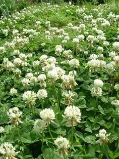 White Dutch Clover, Lawn Alternative, Bee Things, Nitrogen Fixation, Clover Seed, Lawn Alternatives, Perennial Grasses, Erosion Control, Bee Friendly