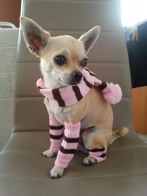 15 Fashion Tips From Chihuahuas Chihuahua Wearing Clothes, Chihuahua Black, Small Chihuahua, Tiny Chihuahua, Black Chihuahua, Chihuahua Breeds, Chihuahua Clothes, Baby Chihuahua, Teacup Chihuahua