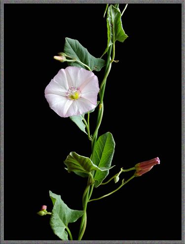 bindweed & many other flowers - microscopy uk Wildflower Field, Flower Garden, Wild Flowers, Beautiful Flowers, Plant Leaves, Art Reference, Close Up, Art Inspiration, Google Search