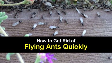 10+ Amazing Ways to Get Rid of Flying Ants Quickly Flying Ants In House, Ants With Wings, Home Pest Control, Sugar Ants, Types Of Ants, Flying Ants, Tiny Ants, Ant Species, Queen Ant