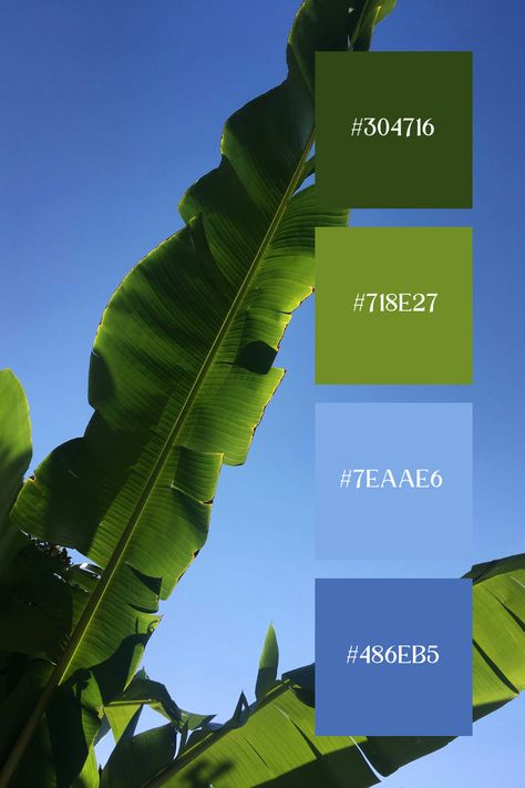 The Blue Green image features large, vibrant green banana leaves against a clear blue sky, highlighting the natural contrast and beauty of green foliage and the sky's blue backdrop. Blue And Lime Green Color Palette, Green And Blue Palette Color, Pantone Blue Green, Colors That Go With Blue Colour Palettes, Blueberry Color Palette, Green And Blue Colour Palette, Blue Yellow Green Color Palette, Blue Green Colour Palette, Color Combination Palette