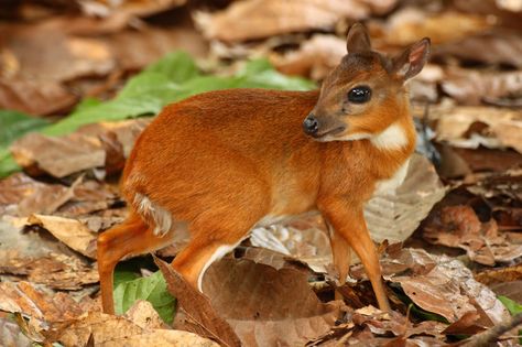 Why have I only just discovered this animal?? A royal antelope... the smallest species of antelope! Royal Antelope, Antelope Photography, Cutest Animals On Earth, African Antelope, Tiny Animals, Incredible Creatures, African Wildlife, Wildlife Animals, African Animals