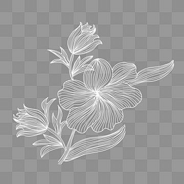 Line Art Flowers, White Rose Flower, White Line Art, White Png, Flower Vector, Flowers Vector, Single Line Drawing, Black And White Sketches, Line Flower