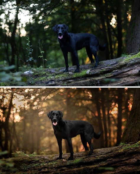 Black dogs + Backlight = A real balancing act! Learning Journey Member @miriam_voorwinde says: "To photograph a black dog is already difficult because if you don't want them become to dark and you raise the shadows they become grey. With backlit photos you want to expose for the the highlights, the beautiful sunset or sunrise, but that often means that you underexpose your black dog. Through the Learning Journey I learned what to look for so that the SOOC image is better and how I can fix c... Moody Dog Photography, Dog Photography Ideas Creative, Backlit Photos, Dog Photo Ideas, Pet Photography Poses, Dog Photoshoot Pet Photography, Dog Photography Poses, Editing Styles, Dog Foto