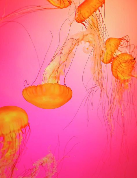 Jelly Fish Canvas Print / Canvas Art by Tricia S. Schumacher Sustainable Store, Orange Stuff, Kristina Webb, Orange You Glad, Orange Aesthetic, Jelly Fish, Yellow Aesthetic, Orange And Pink, Fish Art