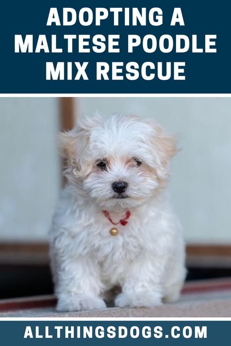 Maltese Poodle Puppies, Egret Orchid, Maltese Yorkie Mix, Poodle Cross Breeds, Maltese Poodle Mix, Angel Faces, Miniature Dog Breeds, Cavachon Dog, Poodle Mix Breeds