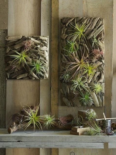 Driftwood Wall Hanging Airplant Wall, Plant Display Ideas, Diy Driftwood, Driftwood Furniture, Plant Wall Decor, Air Plant Display, Driftwood Decor, Indoor Gardens, Driftwood Crafts