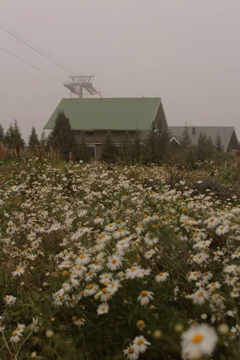 Cottage core, chamomile, flower field, cottage core aesthetic Aesthetic Insta Profile, Ella Name, Adventure Core, Most Beautiful Places To Visit, Aesthetic Cottage, Chamomile Flower, Me Core, Cottage Core Aesthetic, Cute Simple Wallpapers