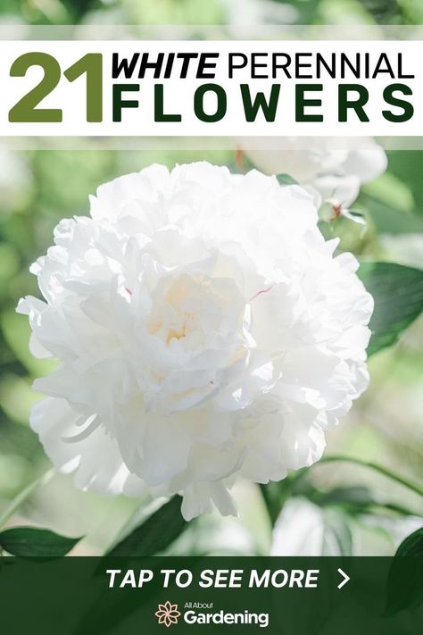 White Flowers Landscaping, Potted White Flowers, All White Flower Garden, White Perrenial Garden, White Perennial Flowers Full Sun, White Perennial Flowers, White Summer Flowers, White Perennials, White Flower Garden