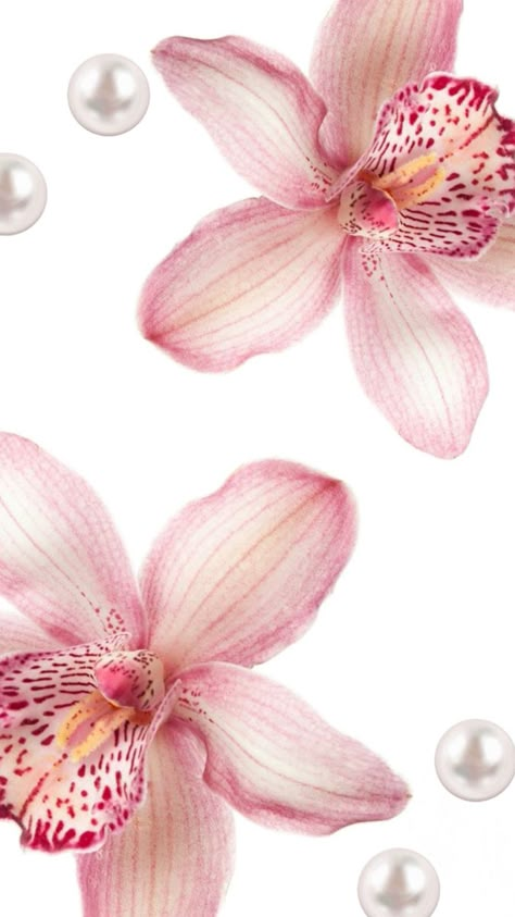 Hibiscus Wallpaper, Orchid Wallpaper, Iphone Wallpaper Lights, Iphone Stickers, Flower Icons, Mac Wallpaper, Iphone Wallpaper App, Iphone Wallpaper Photos, Cute Patterns Wallpaper