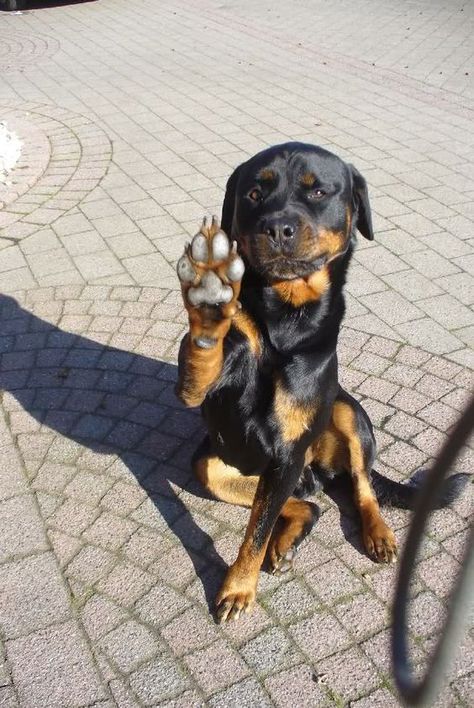 Rottweiler Love, Rottweiler Lovers, Min Pin, Rottweiler Puppies, Rottweiler Dog, Happy Animals, Bye Bye, Beautiful Dogs, Big Dogs