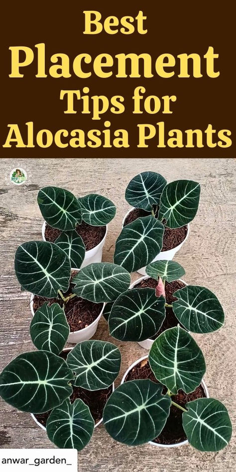 Discover the best tips for Alocasia plant placement with our guide on ideal  placement factors for your indoor garden. Learn where to position your Alocasia plant for optimal growth, including the best spot for Alocasia  varieties like Alocasia Polly, Alocasia Frydek, and the stunning Black Velvet plant. Whether you  have an Elephant Ear plant or various Alocasia plant varieties, find the perfect placement to elevate your indoor space. Explore now for expert  advice on Alocasia plant care indoor Elephants Ear Plant Indoor, Elephant Ears Plants Indoor, Alocasia Plant Varieties, Black Velvet Plant, Alocasia Plant Care, Elephant Ears Plants, Alocasia Varieties, Black Elephant Ears, Velvet Plant