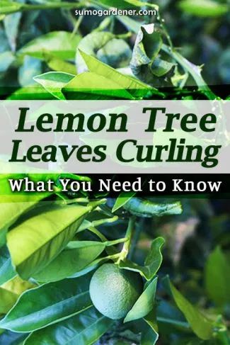 Lemon Tree Potted Care, Lemon Tree Potted, Lemon Tree From Seed, Grow Lemon, Growing Lemon Trees, Fruit Trees In Containers, Growing Citrus, Lemon Plant, Meyer Lemon Tree