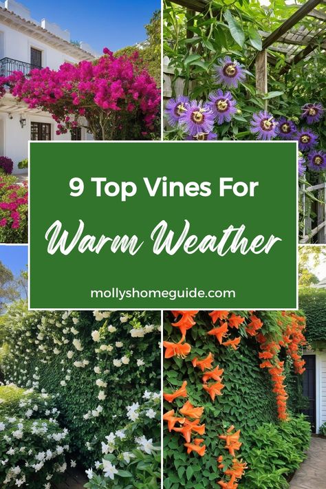 Discover the best vines for hot climates that thrive in Arizona's Mediterranean climate. These perennial flowering vines are perfect for creating privacy hedges and shade in hot, dry conditions. From vibrant bougainvillea to other climbers suitable for containers, these hot weather plants will enhance your outdoor space with their beauty and functionality. Check out this Arizona vine planting guide for tips on selecting the ideal plants to flourish in your sunny garden! Hot Weather Plants, Perennial Flowering Vines, Cascading Plants, Privacy Hedges, Clematis Varieties, Mediterranean Climate, Honeysuckle Vine, Sunny Garden, Planting Guide