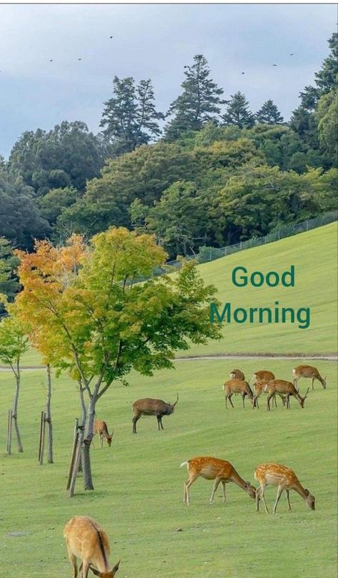 Have a great day story book for kids Good Morning Wishes In Tamil, Good Morning Wishes In English, Good Morning Wishes In Hindi, Good Morning Wishes Love, Good Morning Nature Images, Good Morning Animals, Good Morning Posters, Good Morning Clips, Lovely Good Morning Images